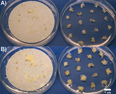 Norway spruce somatic embryogenesis benefits from proliferation of embryogenic tissues on filter discs and cold storage of cotyledonary embryos